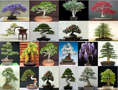 20 Seeds 5 Seeds From 4 Tree Varieties. Tree Seeds That Can Be Used For Bonsai. • £5.78