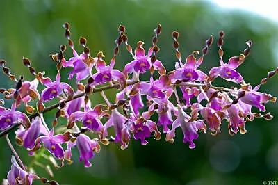 ORCHID - Dendrobium Lasianthera - RARE SPECIES • $12