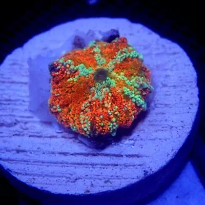 Ultra Red Discosoma Mushroom Coral WYSIWYG IC 3261 - Indigo Corals • $58