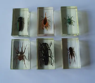 PAPERWEIGHTS - BUG/INSECT 6 X TAXIDERMY IN RESIN BLOCKS • £50