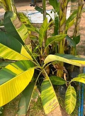 Musa Acuminata 'papua'​ Yellow Variegata * Rare * Variegated Banana * 10 Seeds • $30