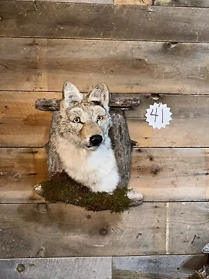 Coyote Shoulder Mount Taxidermy Man Cave Cabin Oddity Taxidermy Animal Fox • $156