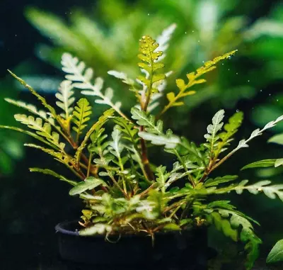 £5.99 • Buy Hygrophila Pinnatifida- Live Aquarium Aquatic Plants