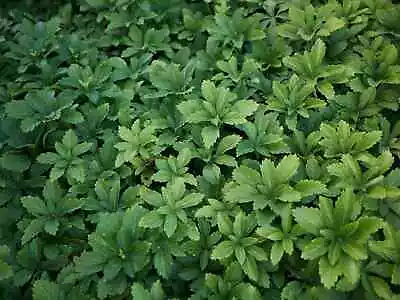 225 Pachysandra Plants (Free Shipping) SPRING DELIVERY • $75