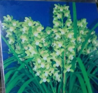 $20 • Buy OoN Cymbidium Orchid Mini Mint 'Dural' 85mm Sq Pot
