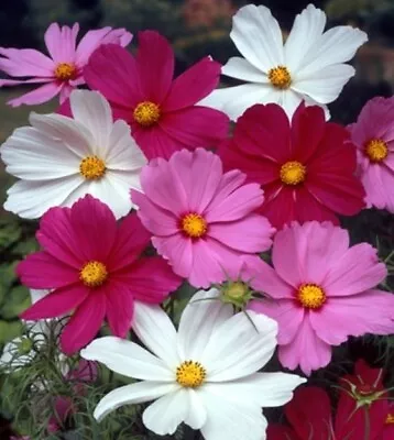 Cosmos Bipinnatus Early Summer Mixture 250 Seeds+FREE LABEL • £0.99