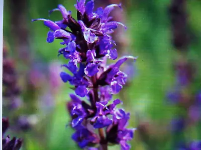 3 Salvia Nemorosa - Violet Queen  (woodland Sage) Seedling Plug Plants • £3.50