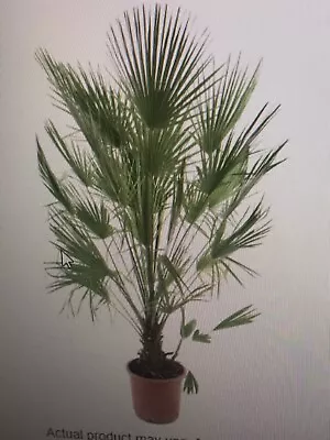 Chamaerops Humilis - European Fan Palm - Specimen 160cm High Inc.pot • £245.72