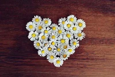 Love Heart Daisy Chain Canvas Picture Poster Print Wall Art Unframed 946 • £7.78