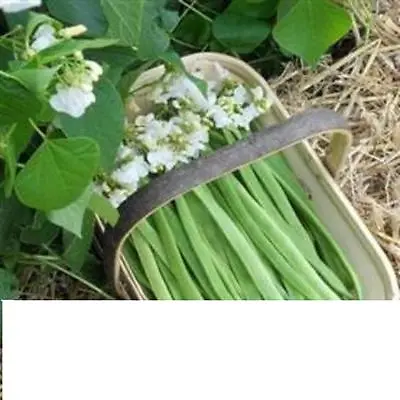 £3.10 • Buy MOONLIGHT POTENTIAL SELF POLLINATING White FLOWERING RUNNER BEAN Seeds MULTIPLE