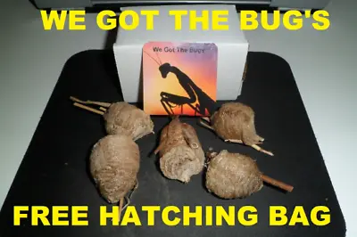 5 Large Praying Mantis Egg Case + FREE Hatching Habitat Bag Picked 2024 Season • $199.99