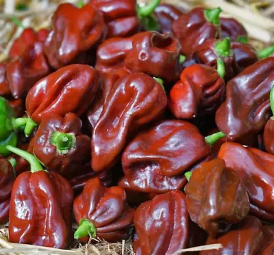 CHOCOLATE HABANERO HOT PEPPER SEEDS 20+ HOT SPICY Vegetable GARDEN FREE SHIPPING • $2.05