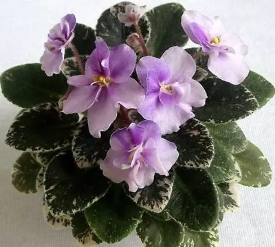 African Violet Toy Castle. Large Mature  Plant . Variegated Foliage. Miniature. • $18.99