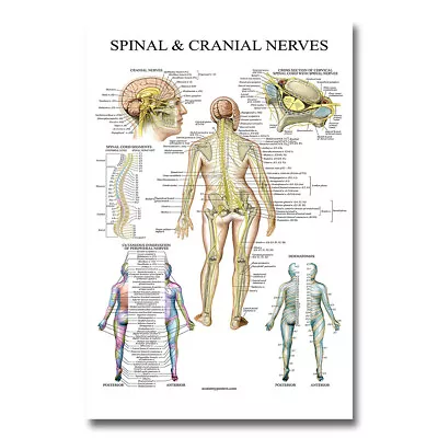 Apinal Cranial Nerves Human Anatomy Poster Medical Art Silk Canvas Print 24x36 • $15.82