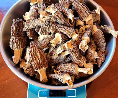 Morel Mushrooms Whole (Dried) - 16oz. • $155.95