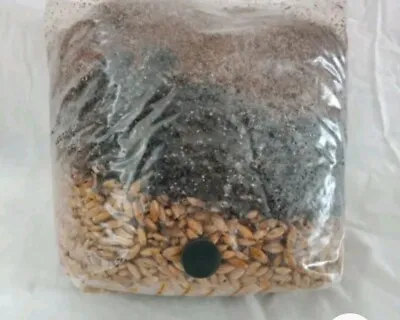 All In One Mushroom Grow Bag 3Lb Sterilized Grain And Substrate Easy To Use • $19.95