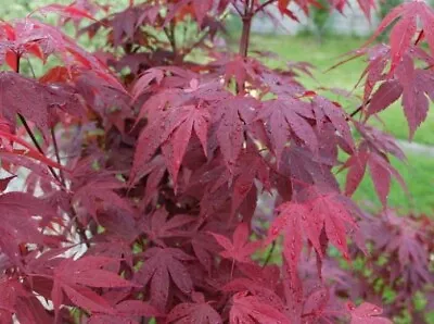 Emperor 1 Japanese Maple Acer Palmatum 'Emperor 1' ***LIVE*** • $36