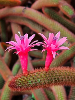 Cleistocactus Winteri 'Golden Rat Tail' - Unique Hanging Cactus • $32.90