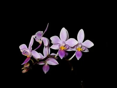 Phalaenopsis Equestris Miniature Fragrant Orchid Plant + PHYTO Certificate • $59