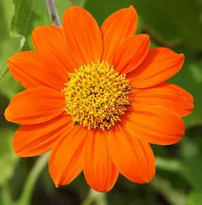 MEXICAN SUNFLOWER SEEDS 50+ Tithonia ANNUAL ORANGE Flower GARDEN Free Shipping • $2.05