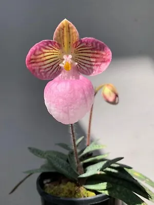 Orchid Species  Paphiopedilum Micranthum • $68