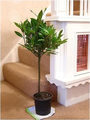 £17.99 • Buy Hardy Fragrant Laurus Nobilis Sweet Bay Tree In Pot Indoor Outdoor Garden Plant
