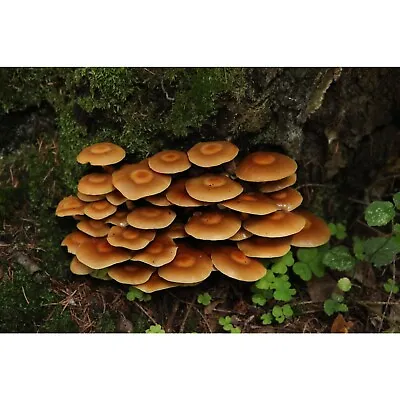 11ml Sheathed Woodtuft Mushroom Liquid Culture • $20