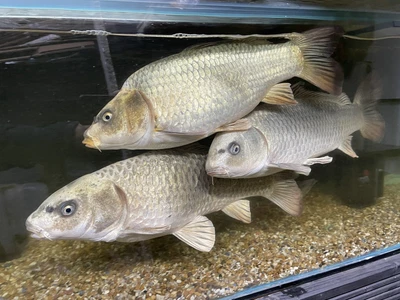£100 • Buy Ghost Koi Carp