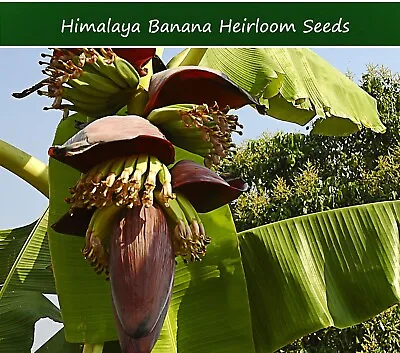 Tropical Seeds -Musa Thomsonii -Himalaya Banana • $9.89