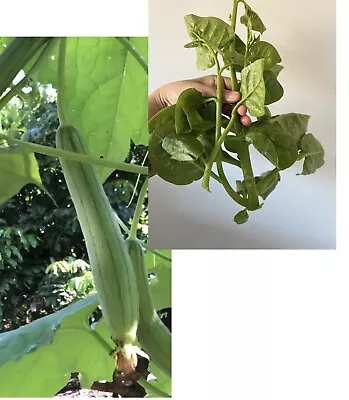 Set Of Malabar Spinach Mong Toi 200 Seeds And F1 Luffa Muop Huong 20 Seeds • $8.89