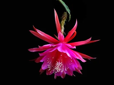 Rare Epiphyllum FUCHSIA ORCHID CACTUS - 5  To 8  Well Rooted Plant BEAUTIFUL! • $12.95