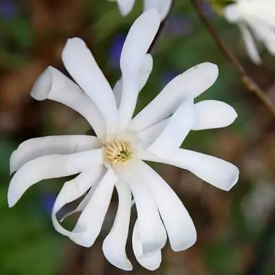 Magnolia Stellata Star Tree Starry White Flowers Compact Magnolias Plant 12L Pot • £107.98