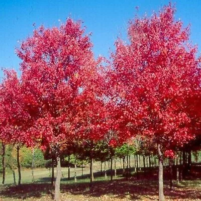 50 TREE SEEDS: Red Maple (Acer Rubrum) | USA SELLER - Hand Picked April 2024 • $2.99