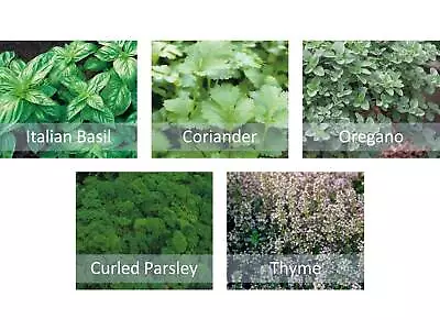 £3.95 • Buy Herb Seeds Starter Bundle 5 Varieties Basil Coriander Thyme Oregano & Parsley