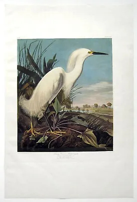 $1750 • Buy John James Audubon Snowy Heron Or White Egret Amsterdam Edition Watermarked