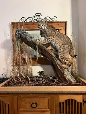 Custom Man Cave Hunting Cabin Male Bobcat 32  Full Mount Taxidermy Animal Art • $1000