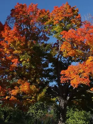 30 Silver Maple Tree Seeds/ Helicopters These Are Fast Growing Shade Trees. • $6