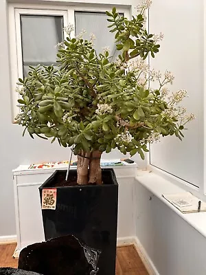 £15 • Buy Jade Money Plant Tree