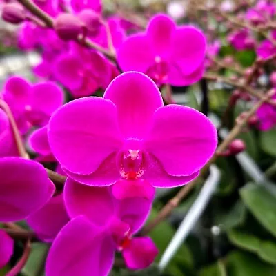 Phalaenopsis Queen Beer Mini Purple (Double Spike) • $28.90