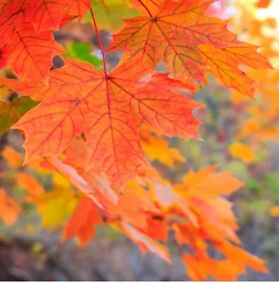 FAST GROWING TREE SEEDS: Sugar Maple (Acer Saccharum) | Size: 10-100 | Native • $2.45