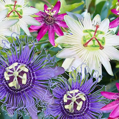 3 X Passiflora Plant Mix | Flowering Garden Ready Passion Flower Plants In Pots • £21.99