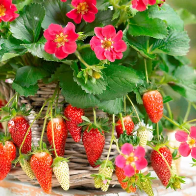£9.95 • Buy Strawberry 'Deep Rose F1 Tristan' 7cm Plant X 3.