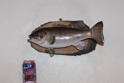 Taxidermy Trophy Smallmouth Bass Mount Real Skin Game Fish Northern Sauger Perch • $135