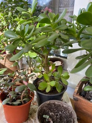 £10 • Buy Jade Plant, Money Tree, Crassula Ovata Succulent