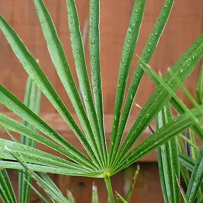 Suttons Chamaerops Humilis Dwarf Fan Palm Hardy Evergreen Yellow Blooms 1 X 19cm • £44.99