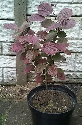 £25 • Buy PURPLE HAZEL TREE Corylus Maxima Purpurea In 10 Litre Pot