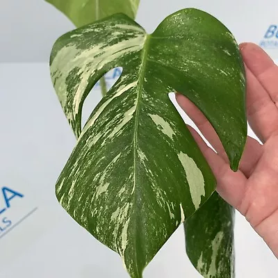 Monstera Deliciosa Var Borsigiana Variegated Albo ESTABLISHED PLANT Rare Indoor • $1