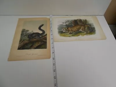 2 Color Animal Prints. J.W. Audubon - On Stone By W.E. Hitchcock. J.T. Bowen • $35