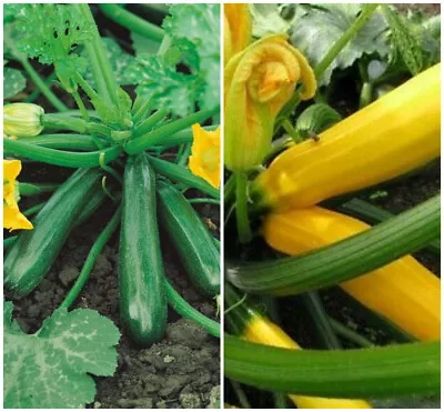 Courgette Yellow And Green F1 Mix Plug Plants X 2 • £9.99