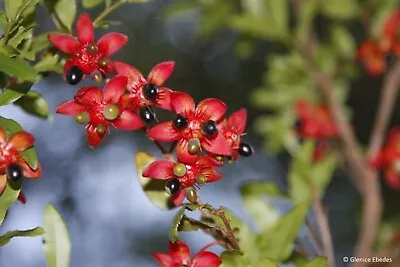 10 Seeds Ochna Serrulata  Or Mickey Mouse • $10